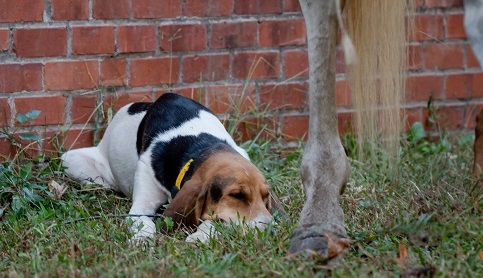 Hound sleeping in grass next to leg of a standing horse.