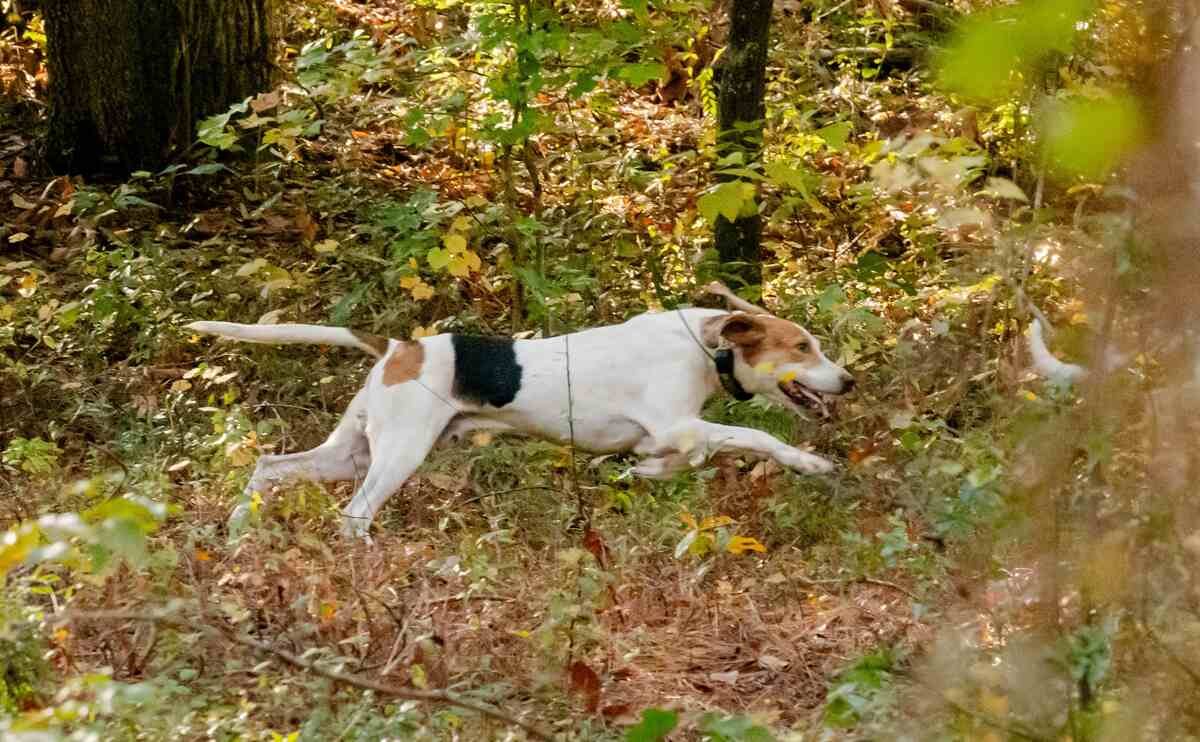 Hound running in woods.
