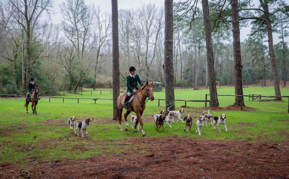 Hunt rider in meadow with hounds