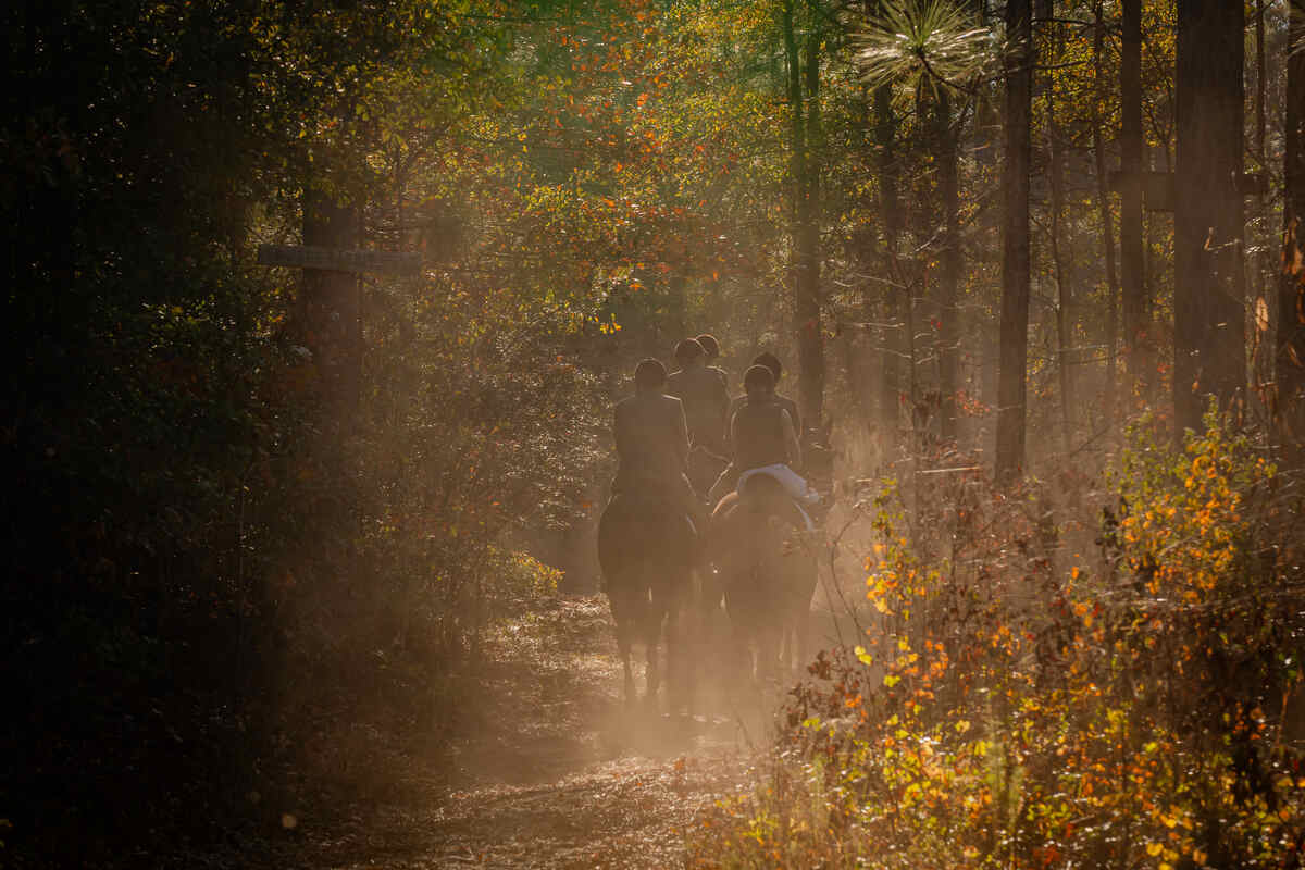 Misty view of filtered sunlight on group of riders walking on trail through the woods.