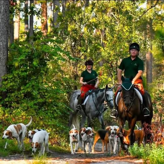 Two riders on horses walking with several hounds.