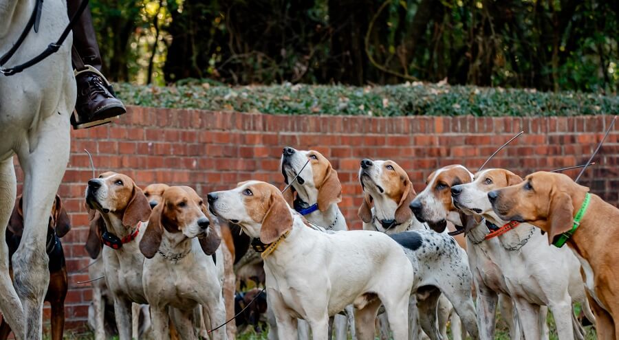 Hounds standing with attention focused on Hunt rider just out of picture.