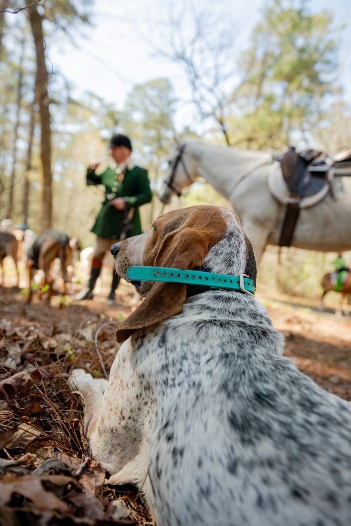 Hound lying on ground with hunt rider standing next to horse in the back.