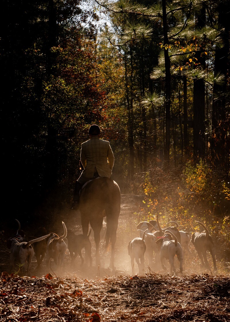 Morning light shining on hunt rider with group of hounds on dusty trail.