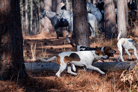 Hounds running through trees with hunt horses standing in the background.