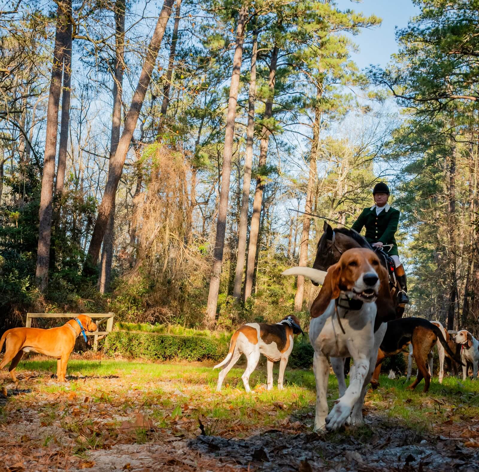 Hunt rider and hounds in field with tall trees.