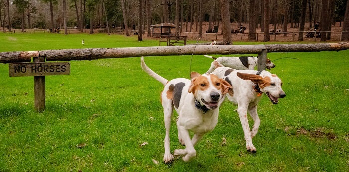 Tree hounds running in field with posted no horses sign.
