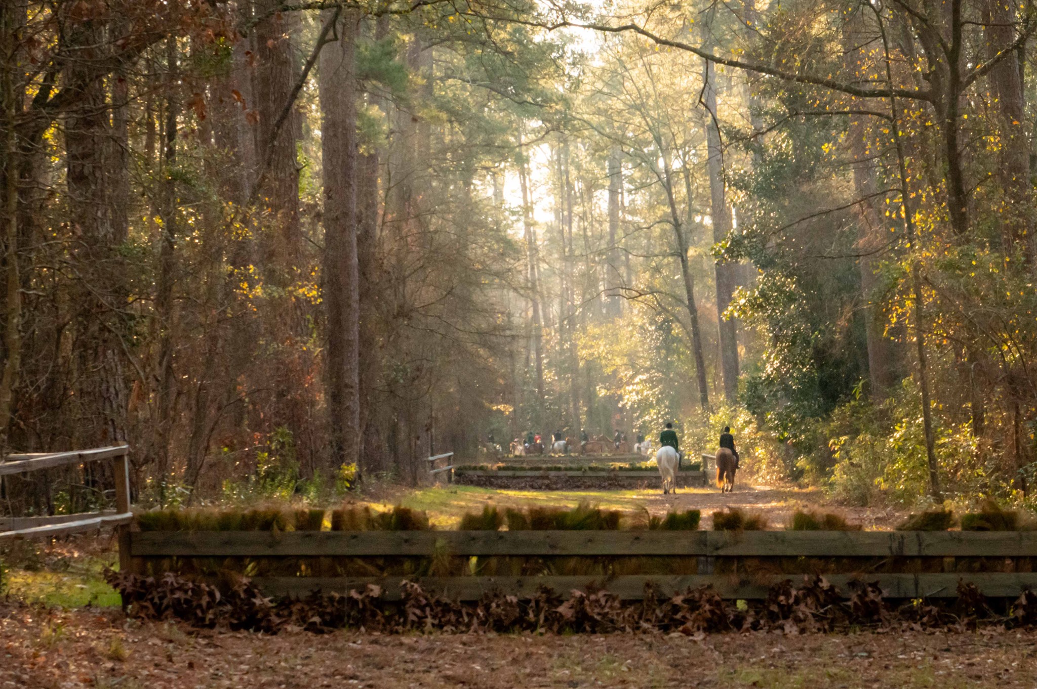 Sunlight showing through trees over steeplechase fences.