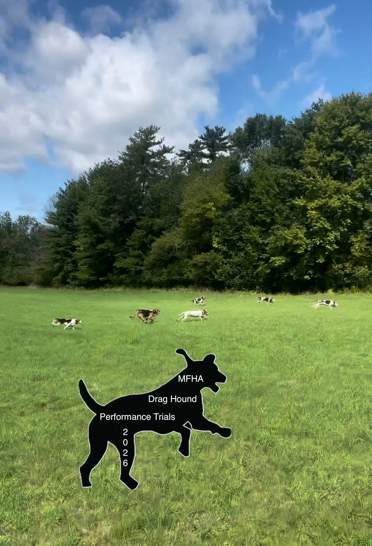 hounds running in field with drag hound logo on top of image