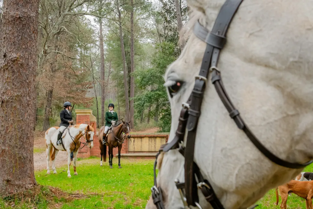 Horse head in foreground, two hunt riders on horses standing in grass.
