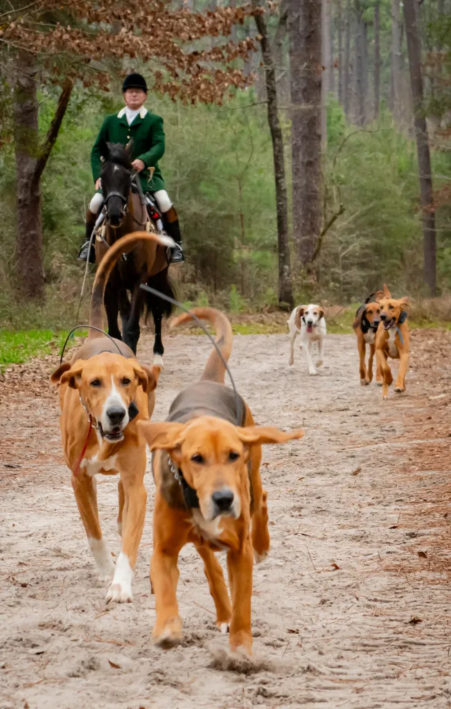 Hounds running in front of hunt rider on horse.