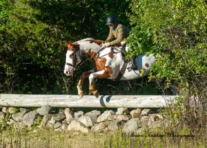 Horse and rider jumping stone wall.
